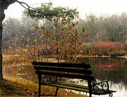 Bench and Pond